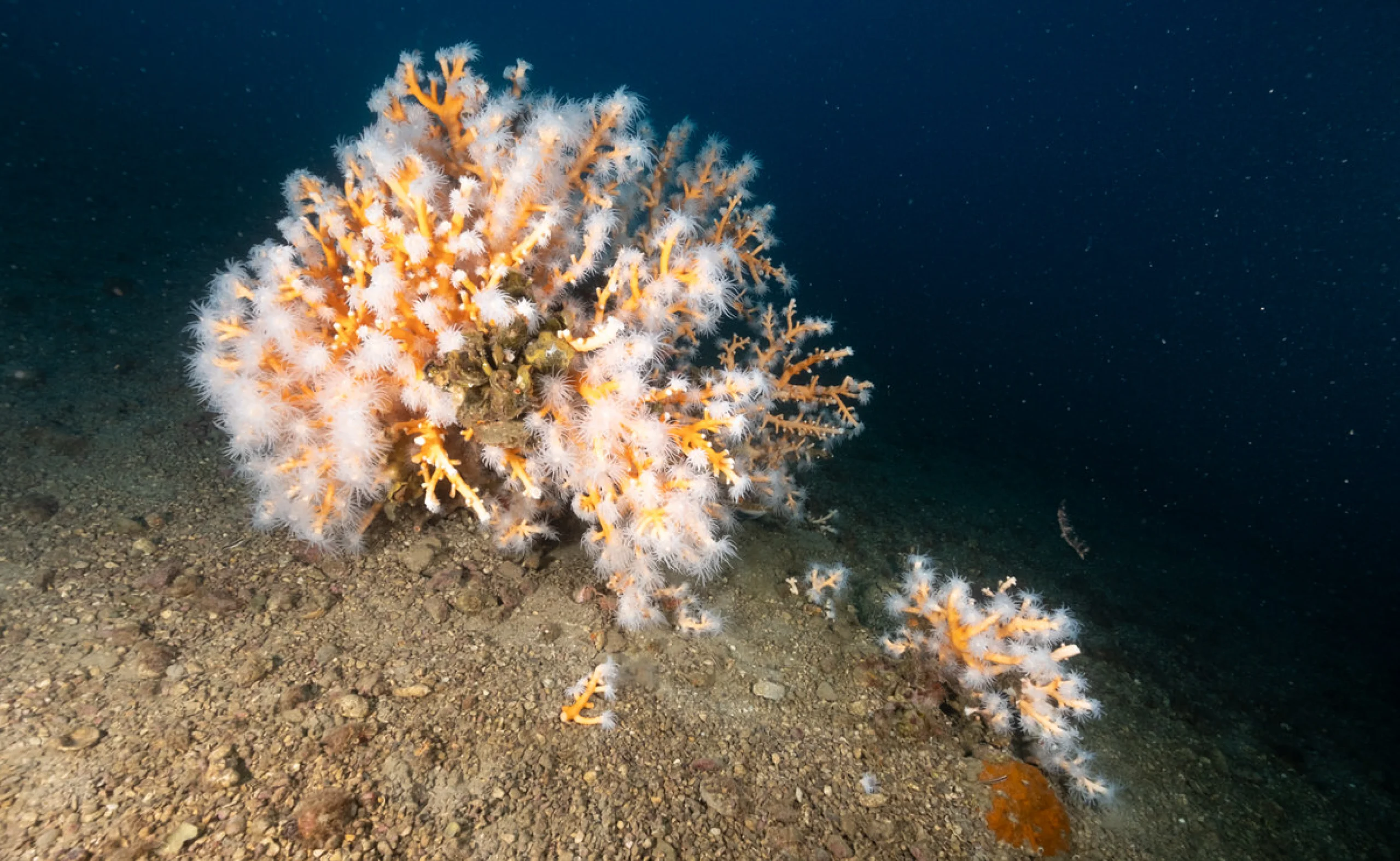 Side view of Dendrophyllia ramea coral colony on seabed in Greece