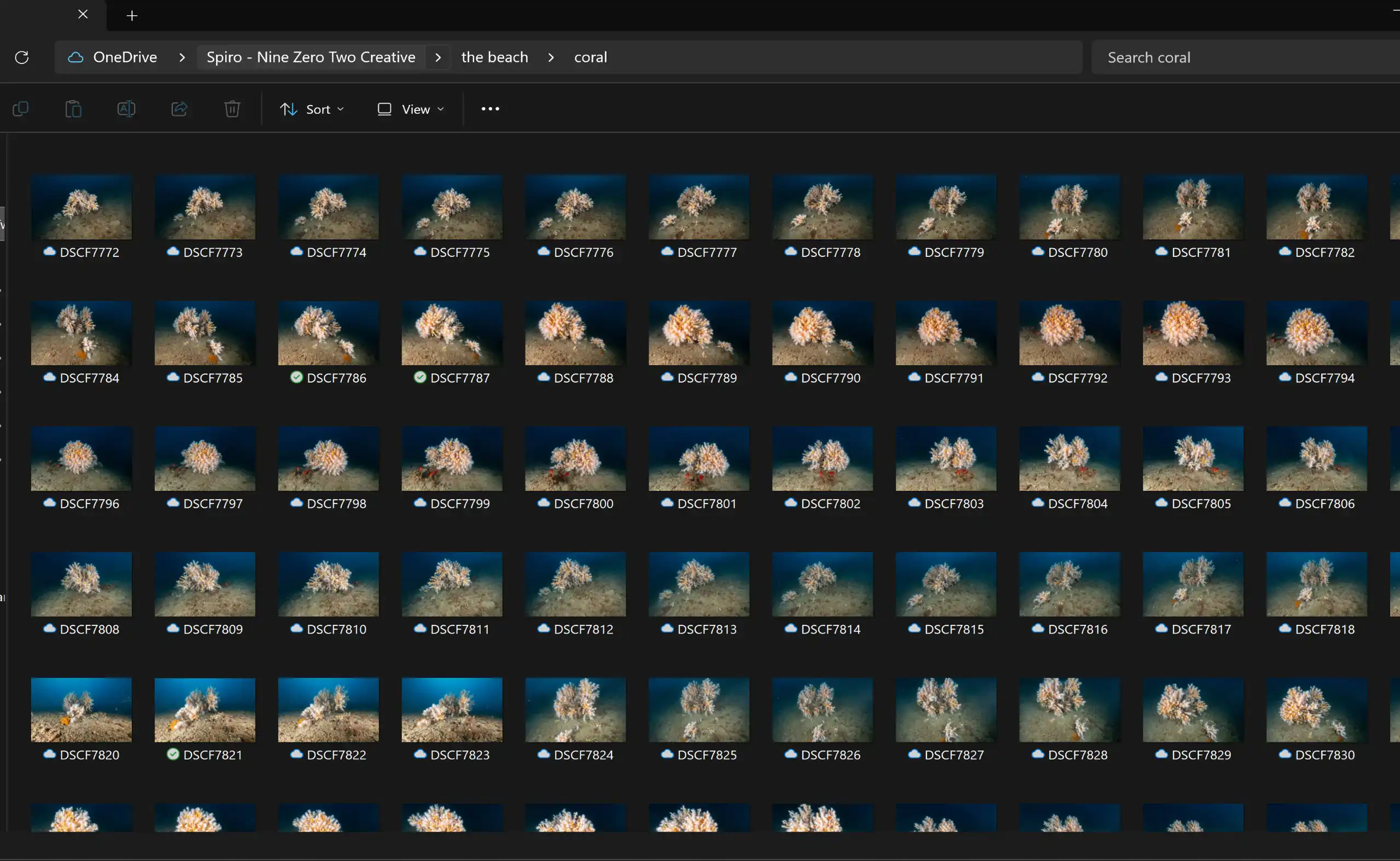 Dendrophyllia ramea coral photo dataset, to be used for a 3D photogrammetry model in Agisoft Metashape