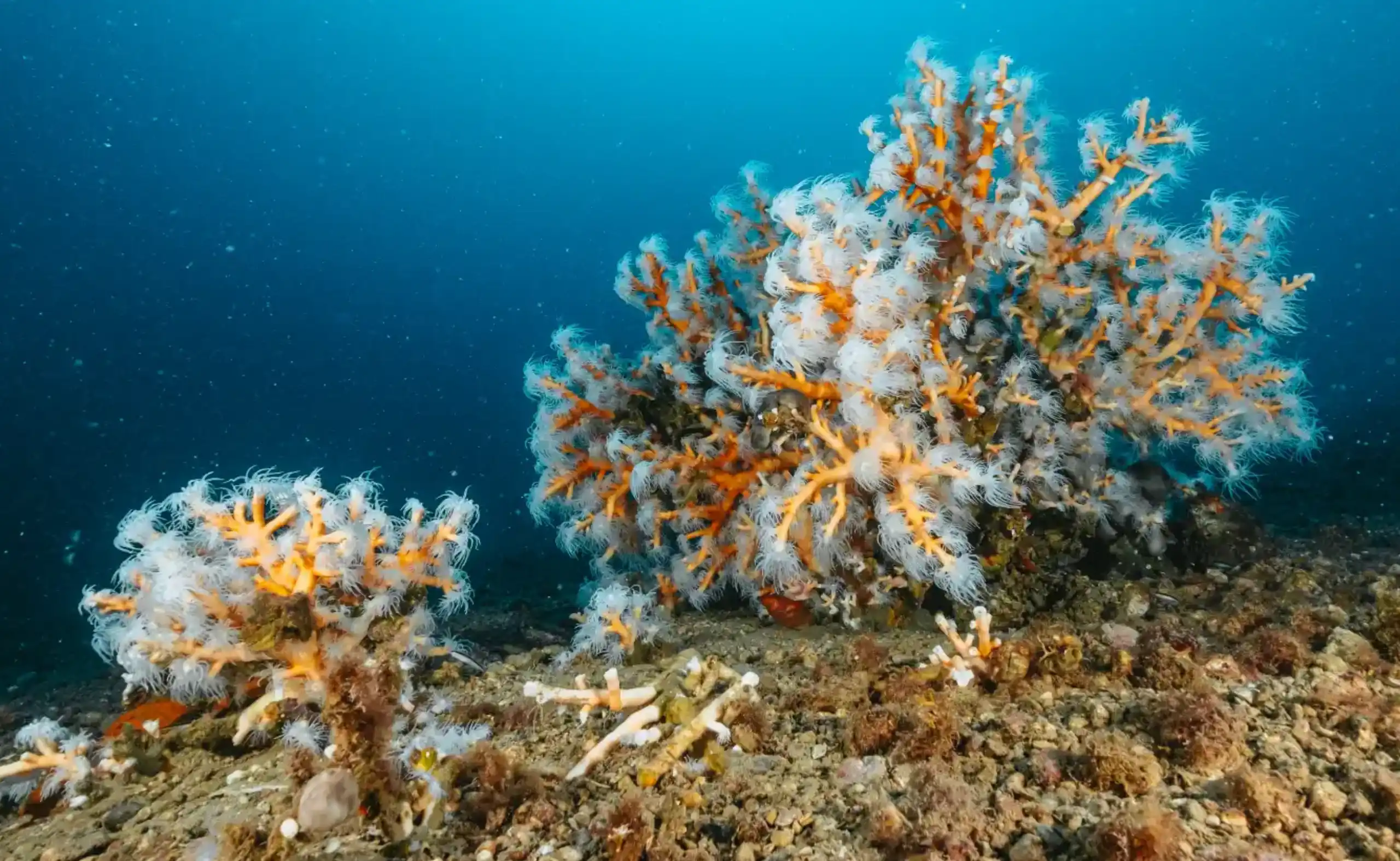 Underwater image of a Dendrophyllia ramea coral colony with orange branches and white polyps on a rocky seabed.